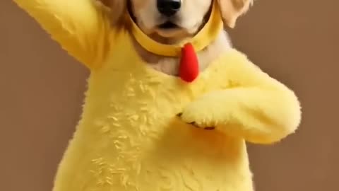 Cute Puppy Chicken Banana Dance Challenge #dogdance #puppydance #chickenbanana