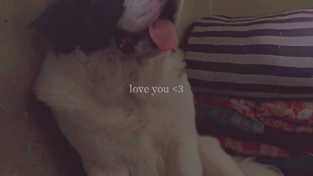 Dodo