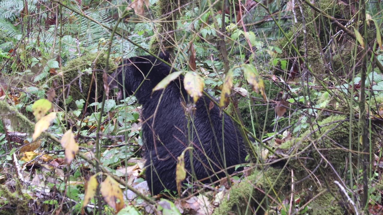 Black Bear Eating a Salmon