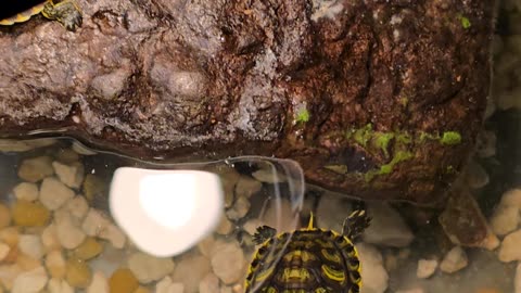 Aquatic turtles.