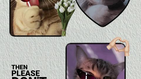 Cat lover