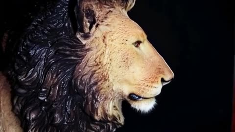 Male lion swallows a piece of a shirt. ❤🦁