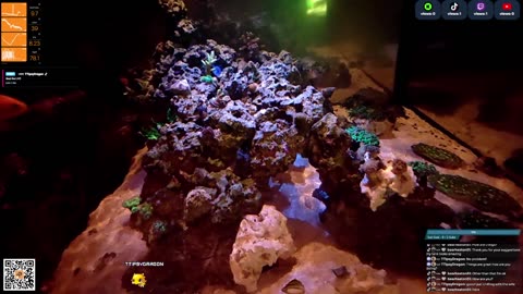24/7 Real Live Reef Stream