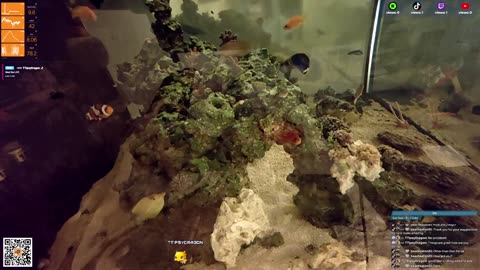 24/7 Real Live Reef Stream