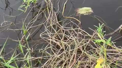 Healing in Nature Through Fishing