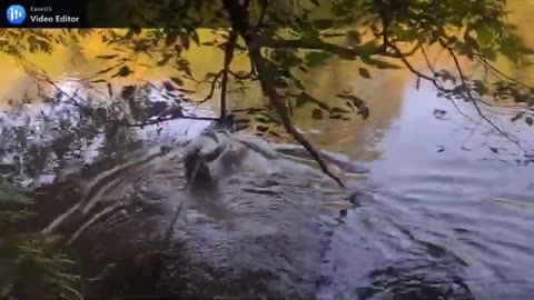 _Born on the Bayou_ (1969) Creedence Clearwater Revival, John Fogerty, cover