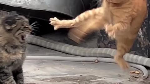 😹🎭 "DRAMATIC KITTIES 😹 | Funniest Overreactions Ever!"