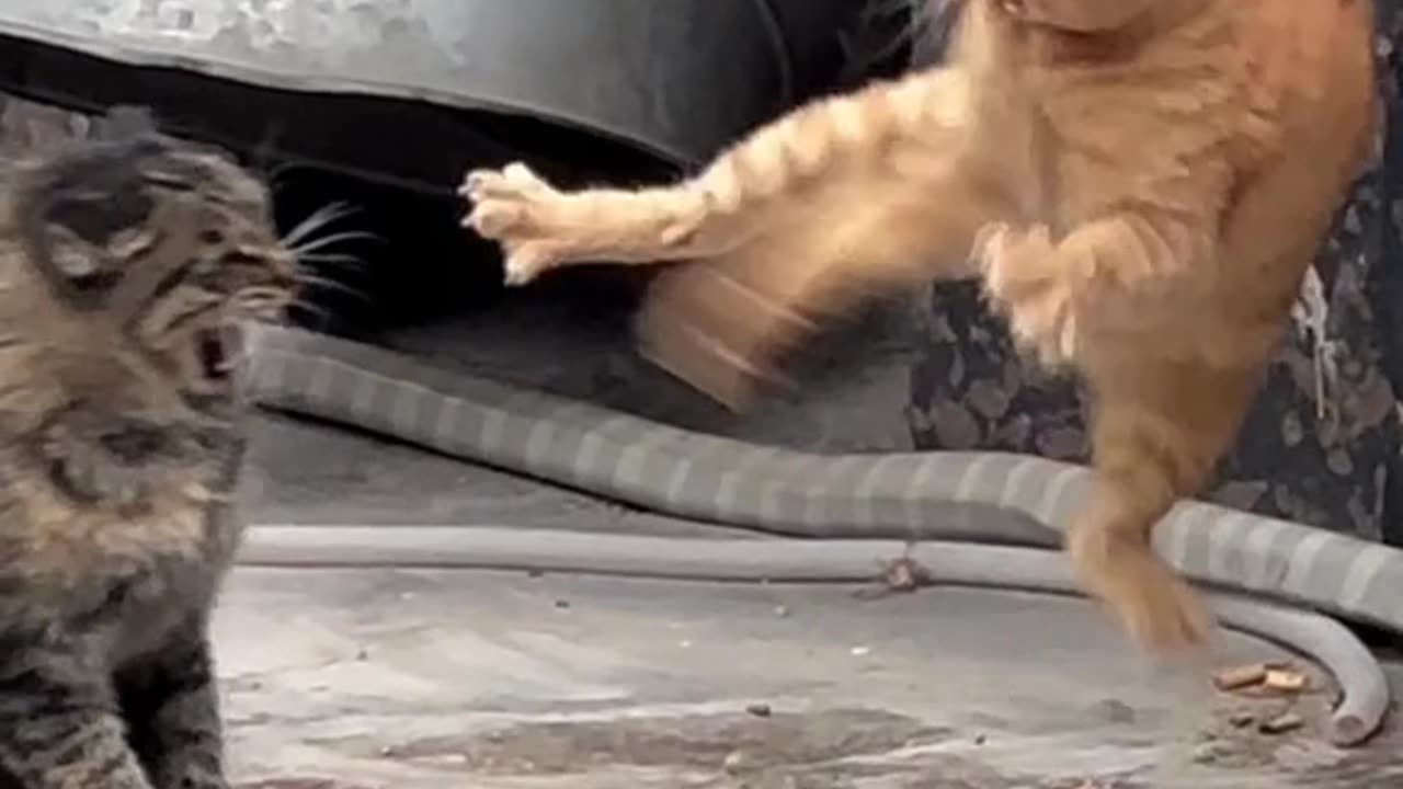 😹🎭 "DRAMATIC KITTIES 😹 | Funniest Overreactions Ever!"
