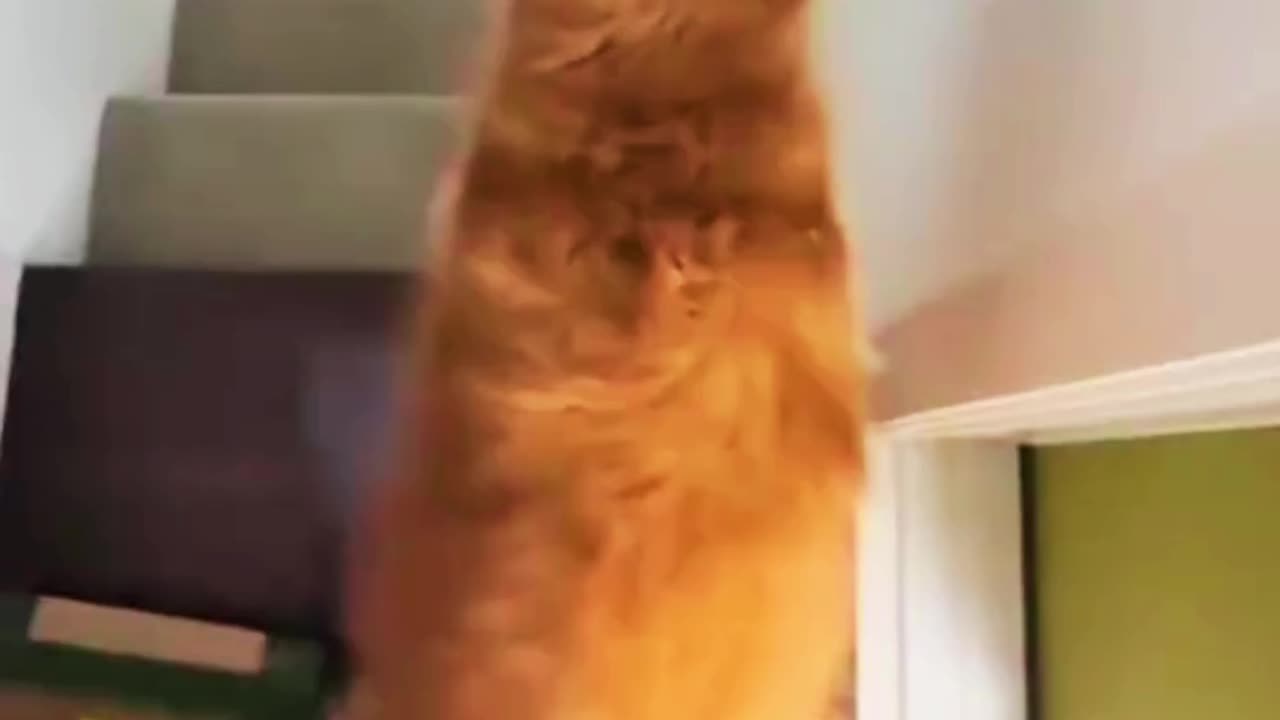 Funny and Cute Dancing Dog