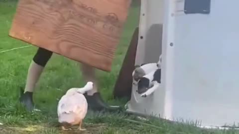Duck Meets Puppies: Pure Joy! 🦆🐶
