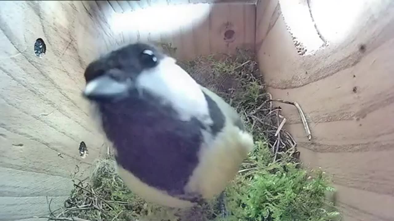 Great tit intrigued by the camera