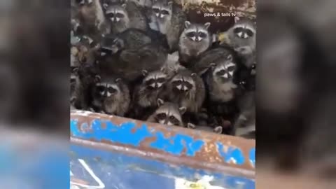 Funny Animals