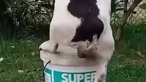 Animal's Funny Videos