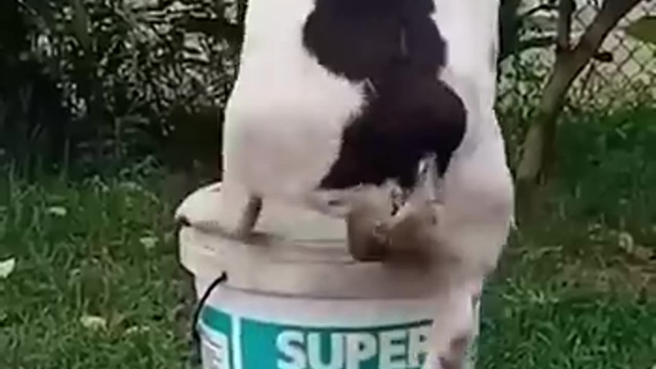 Animal's Funny Videos