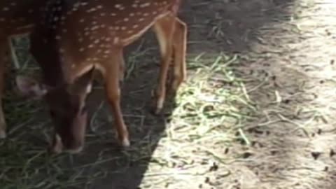 deer