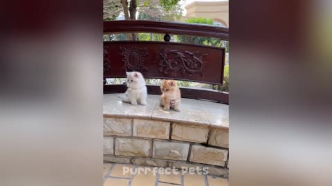 You Laugh You Lose 😅 Best Funny Cats and Dogs Videos 😹🐶Funny