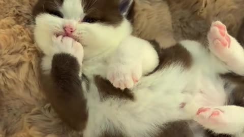 Sweets Littel Tabby Kitten ♥️💞🧸