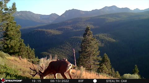 Some Mule Deer Buck's I've gotten on Trail Camera video
