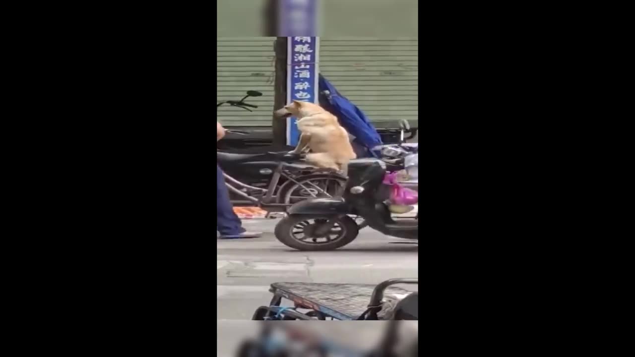 Funny animals 😂 funny cats and dogs 🐶😹