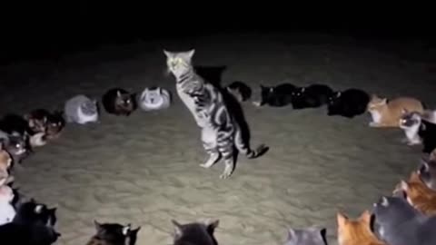 dancehing cat............