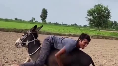“😂 Masters Riding Donkeys Upside Down – This Is Crazy!”