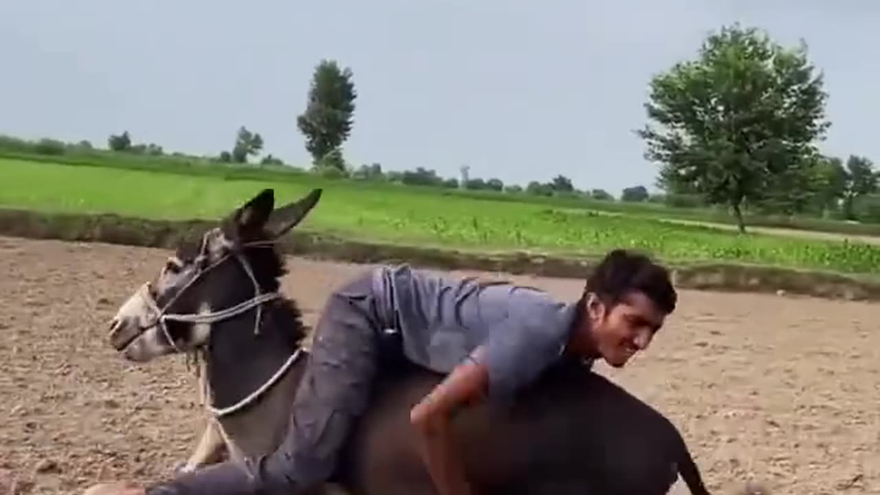 “😂 Masters Riding Donkeys Upside Down – This Is Crazy!”