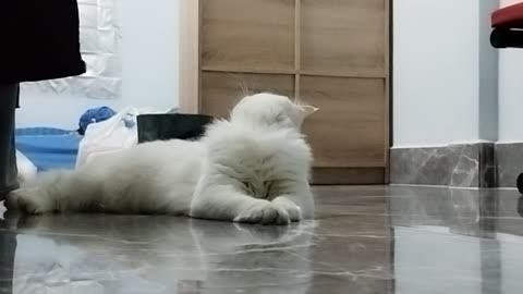 Cat white cute