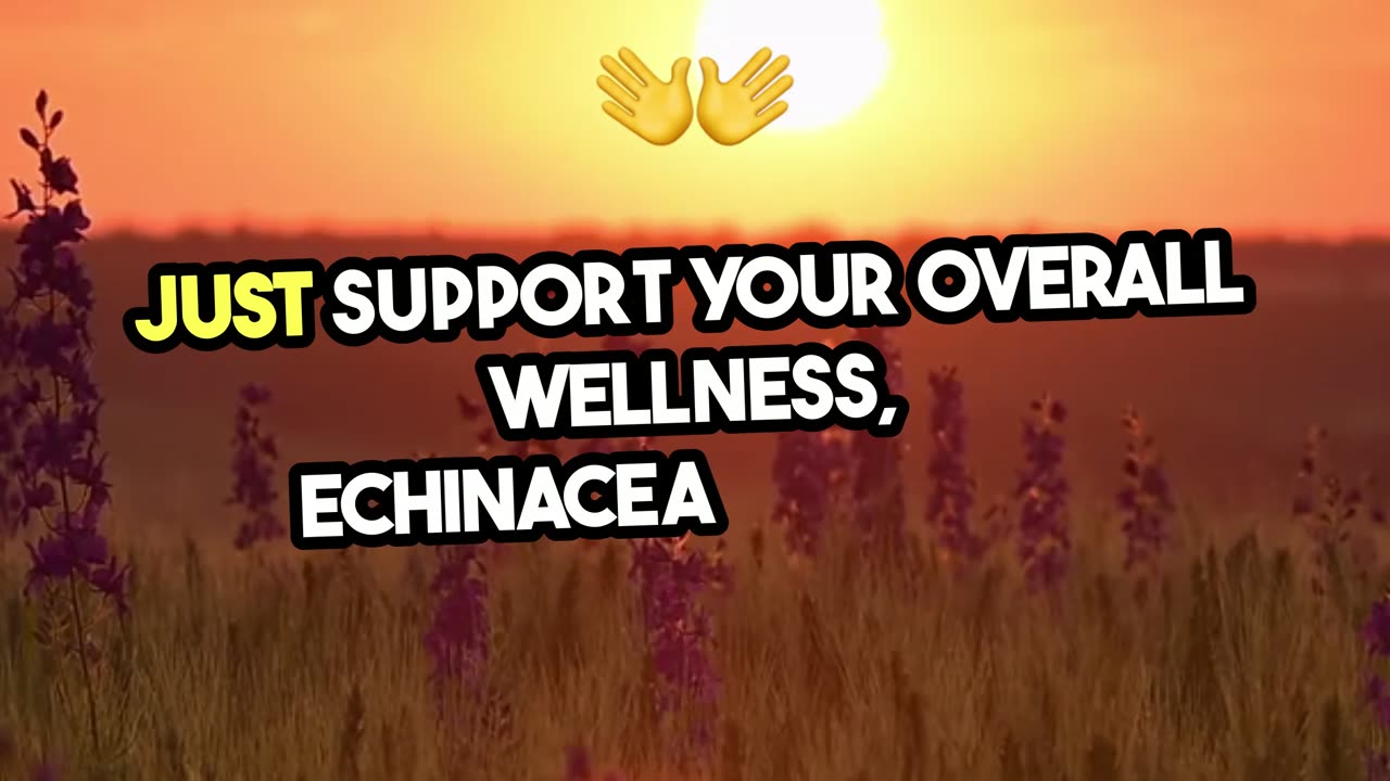 Echinacea, Nature's Powerful Immune Booster!