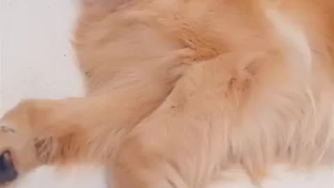 🐕💻 ‘Cuteness Is in My Home Now’ | His Thoughts Will Melt You 🥺🔥”