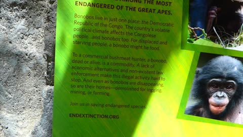 Bonobos need heroes!