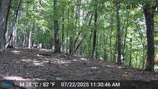 The Woods – 07/23/2025