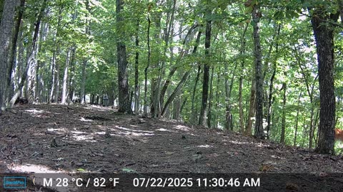 The Woods – 07/23/2025