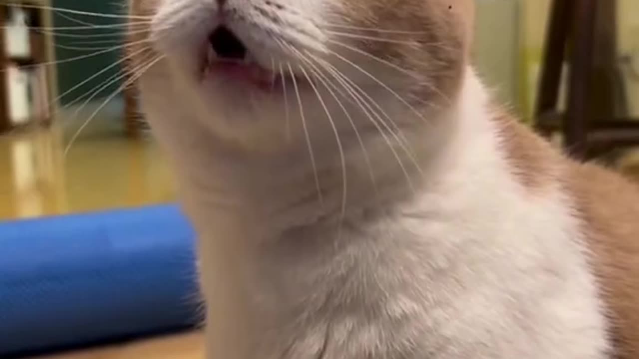 Funny cat part 1