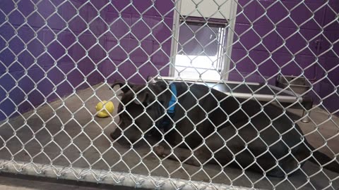 Potato 2y Pet Id 946743 kennel 22 HSSAZ shelter_20250606_150211979