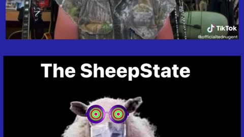 Sheep Shots