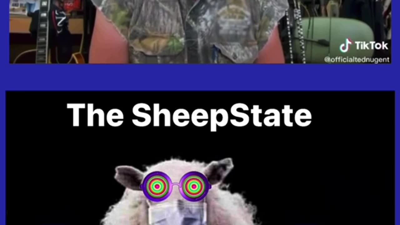 Sheep Shots