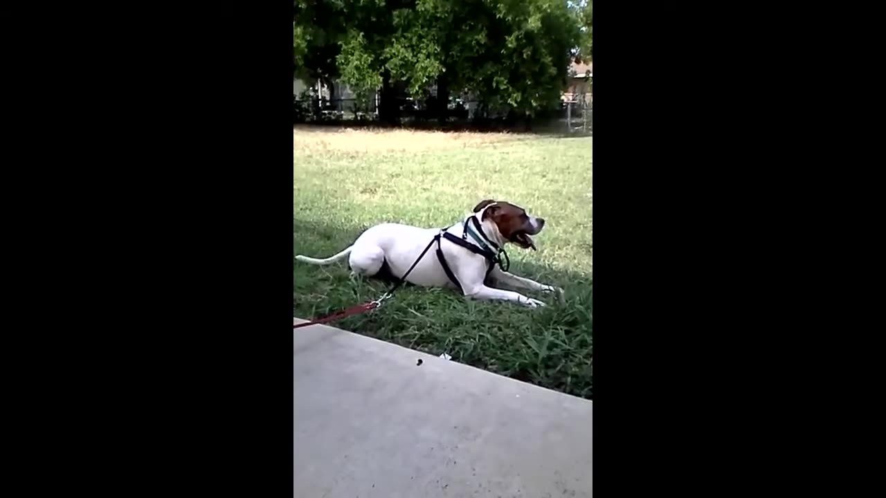 Woody the Worlds Laziest Dog