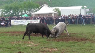 Mrki od Jurića vs Buki od Hule Dicmo 2025