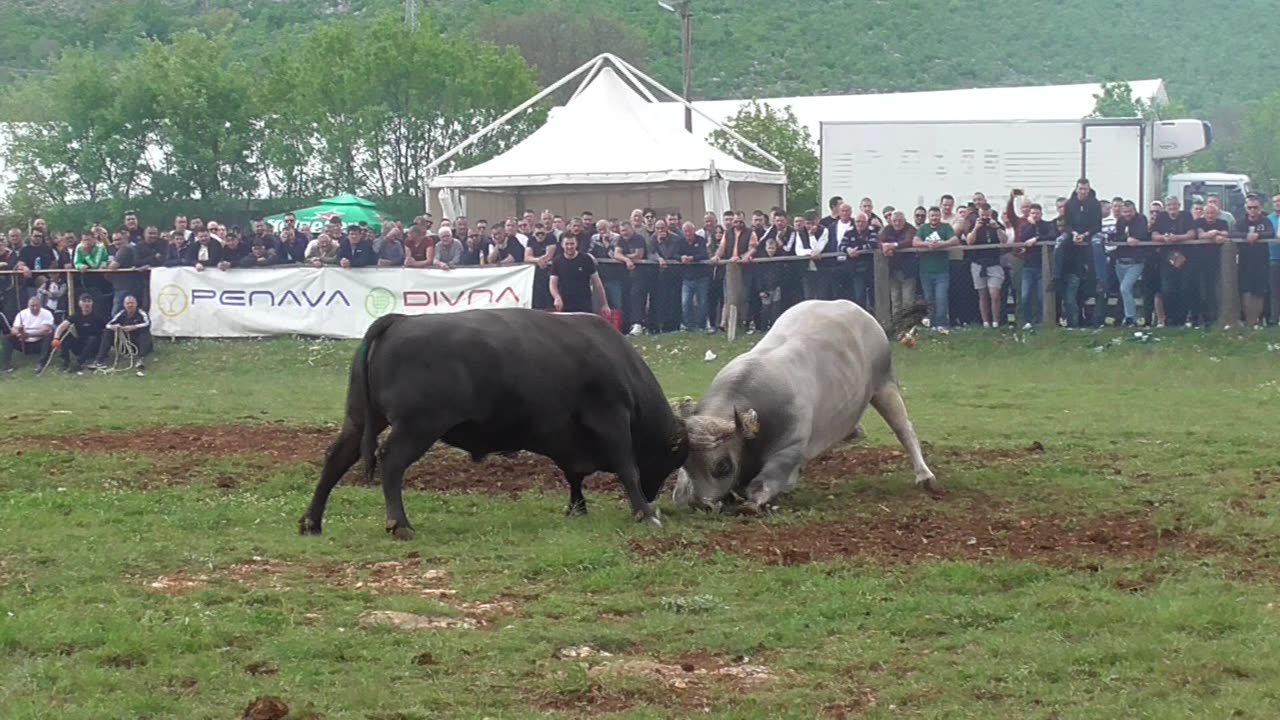 Mrki od Jurića vs Buki od Hule Dicmo 2025