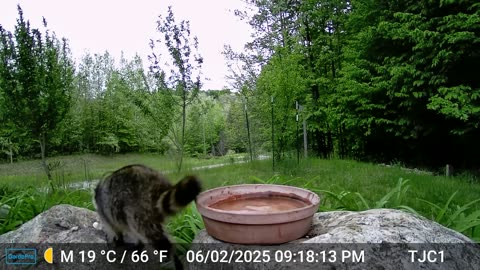 Coon Investigating Camera