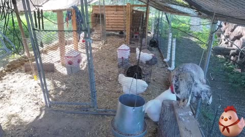 Chicken Live Stream