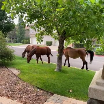 Good morning wild horses