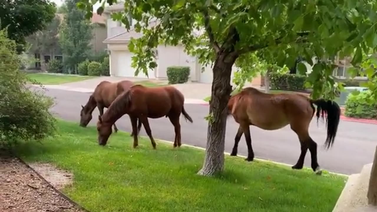Good morning wild horses