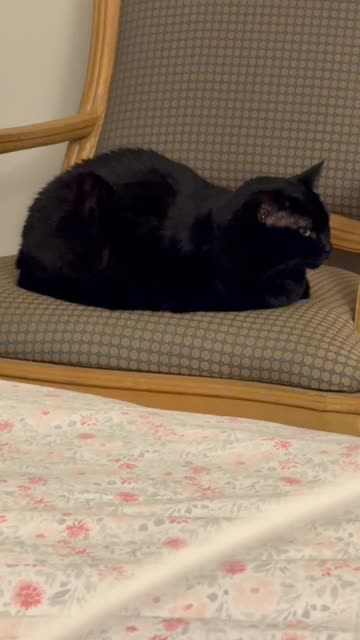 Cute Precious Piper is a Royal Loaf - My Adopted Shelter Cat Vlog. #shorts