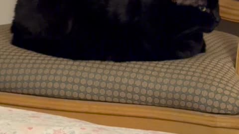 Cute Precious Piper is a Royal Loaf - My Adopted Shelter Cat Vlog. #shorts