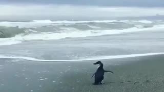 😂🐧 The Sweetest Goodbye You've Ever Seen! Penguin Says Goodbye | FunFM