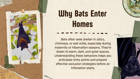Bat-Free Living Practical Tips for Home Protection