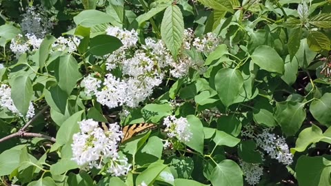 Swallowtail Butterfly