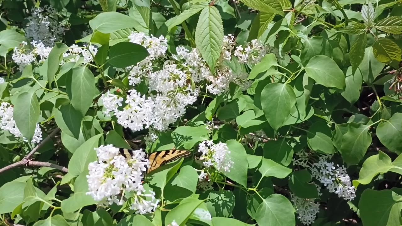 Swallowtail Butterfly