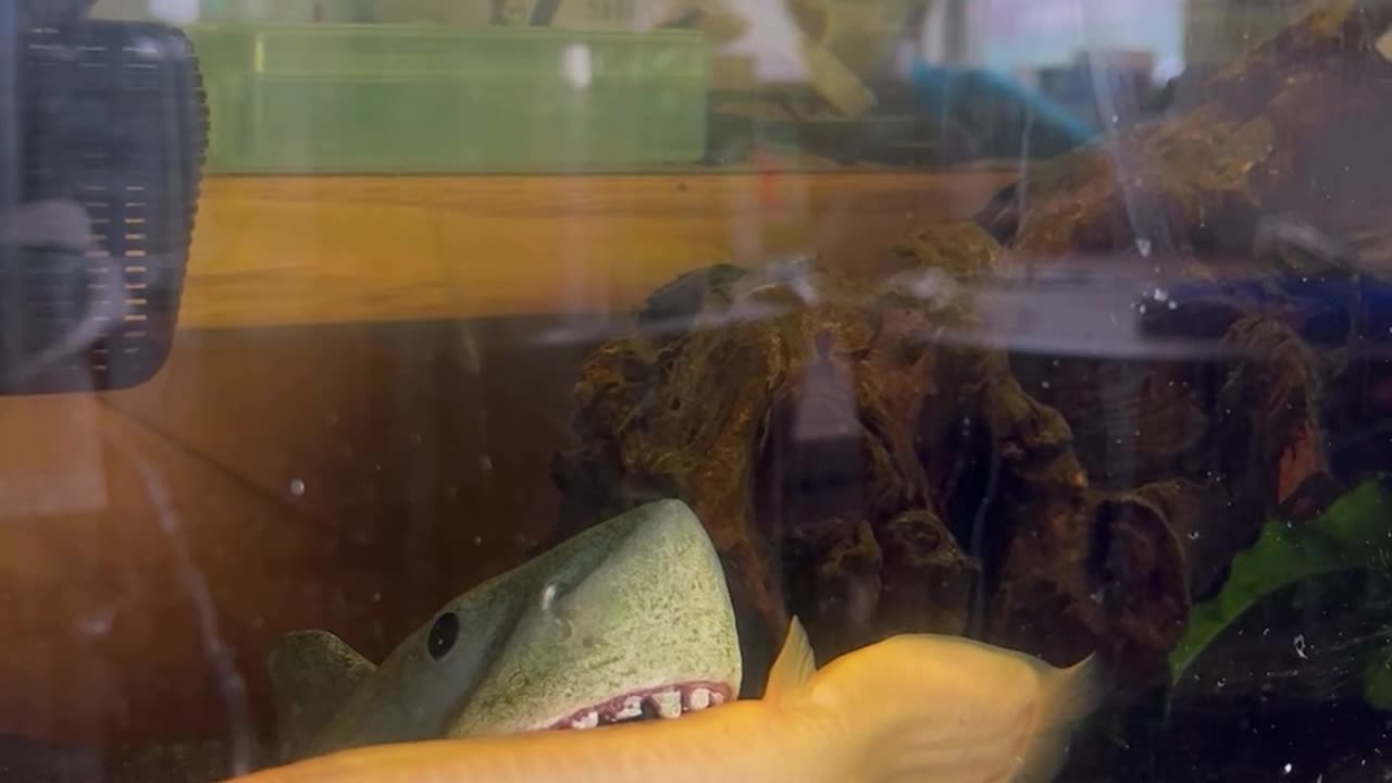 Loach Resting in a Shark Mouth Toy